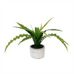 Potted Fern In Chevron Patterned Pot